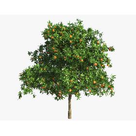 Orange Tree